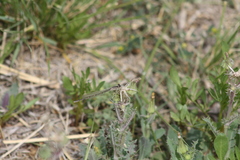 Enallagma