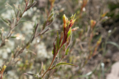 Oenothera odorata