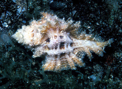 Pterynotus martinetanus