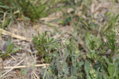 Enallagma