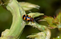 Crioceris bicruciata