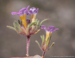 Nama aretioides multiflora