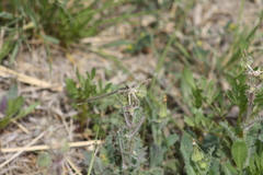 Enallagma