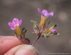 Nama aretioides multiflora
