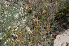 Oenothera odorata