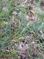 Carex panicea