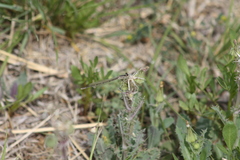 Enallagma