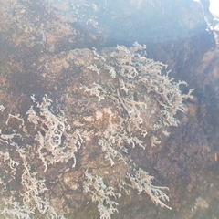 Stereocaulon dactylophyllum