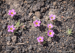Nama aretioides multiflora