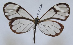 Greta annette