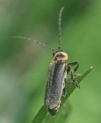 Atalantycha dentigera