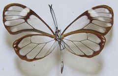 Greta annette