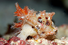 Pterynotus martinetanus