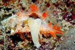 Pterynotus martinetanus