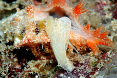 Pterynotus martinetanus