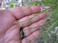Trichophorum planifolium