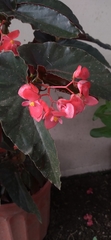 Begonia coccinea