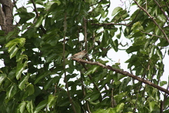 Spizella pallida