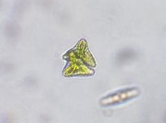 Staurastrum punctulatum