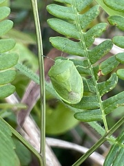Chinavia pensylvanica
