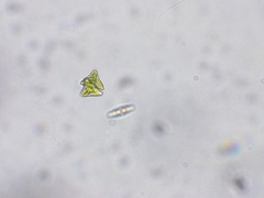 Staurastrum punctulatum