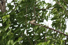 Spizella pallida