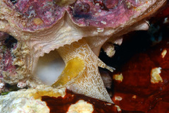 Pterynotus martinetanus