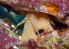 Pterynotus martinetanus