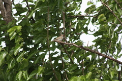 Spizella pallida
