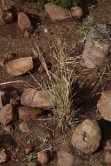 Fingerhuthia africana