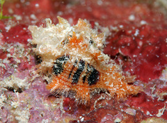 Pterynotus martinetanus