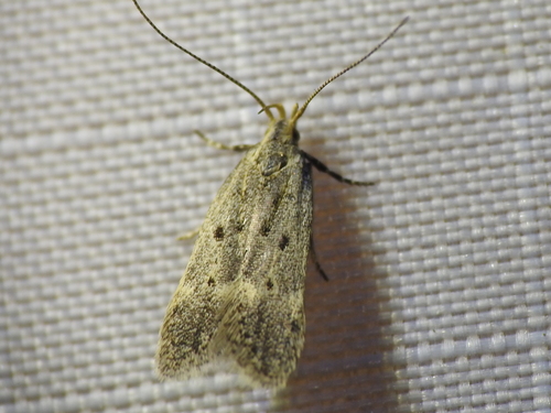 Neodactylota liguritrix