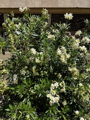 Carpenteria