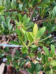 Arctostaphylos × coloradensis