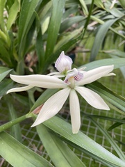Prosthechea baculus