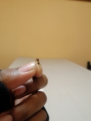 Camponotus maculatus