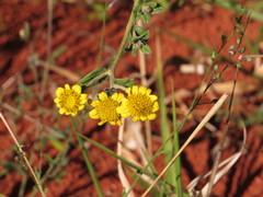 Dimerostemma vestitum