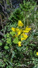 Thermopsis divaricarpa
