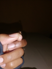 Camponotus maculatus