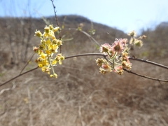 Echinopterys eglandulosa