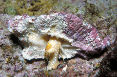 Pterynotus tripterus