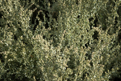 Atriplex lampa