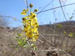 Echinopterys eglandulosa