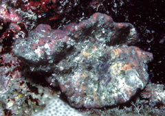 Pterynotus tripterus