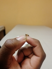 Camponotus maculatus