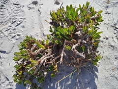 Othonna coronopifolia