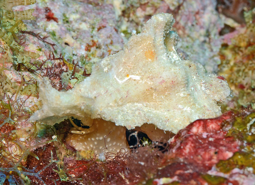 Pterynotus tripterus observed 2015-07-13