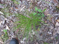 Trichophorum planifolium