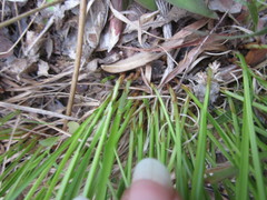 Trichophorum planifolium