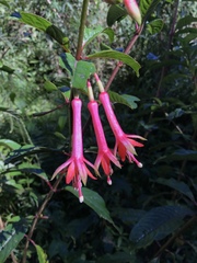 Fuchsia denticulata